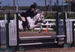 Hollyfencesmall.jpg (21269 bytes)