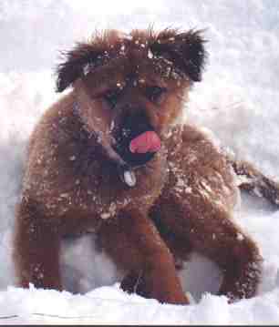 hunter.jpg (7665 bytes)