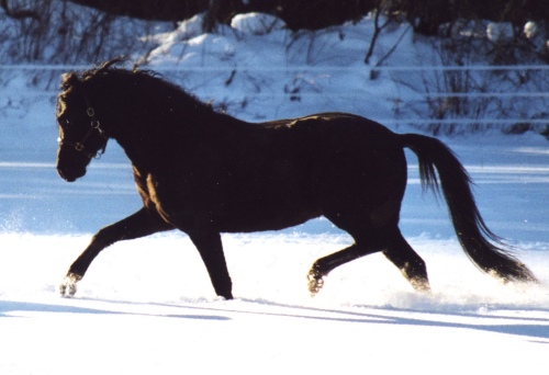 snowJasperbig.jpg (62165 bytes)