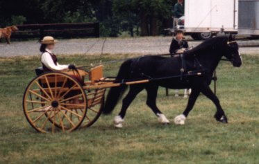 william1.jpg (22982 bytes)